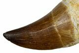 Fossil Rooted Prognathodontid Mosasaur Tooth - Morocco #345198-2